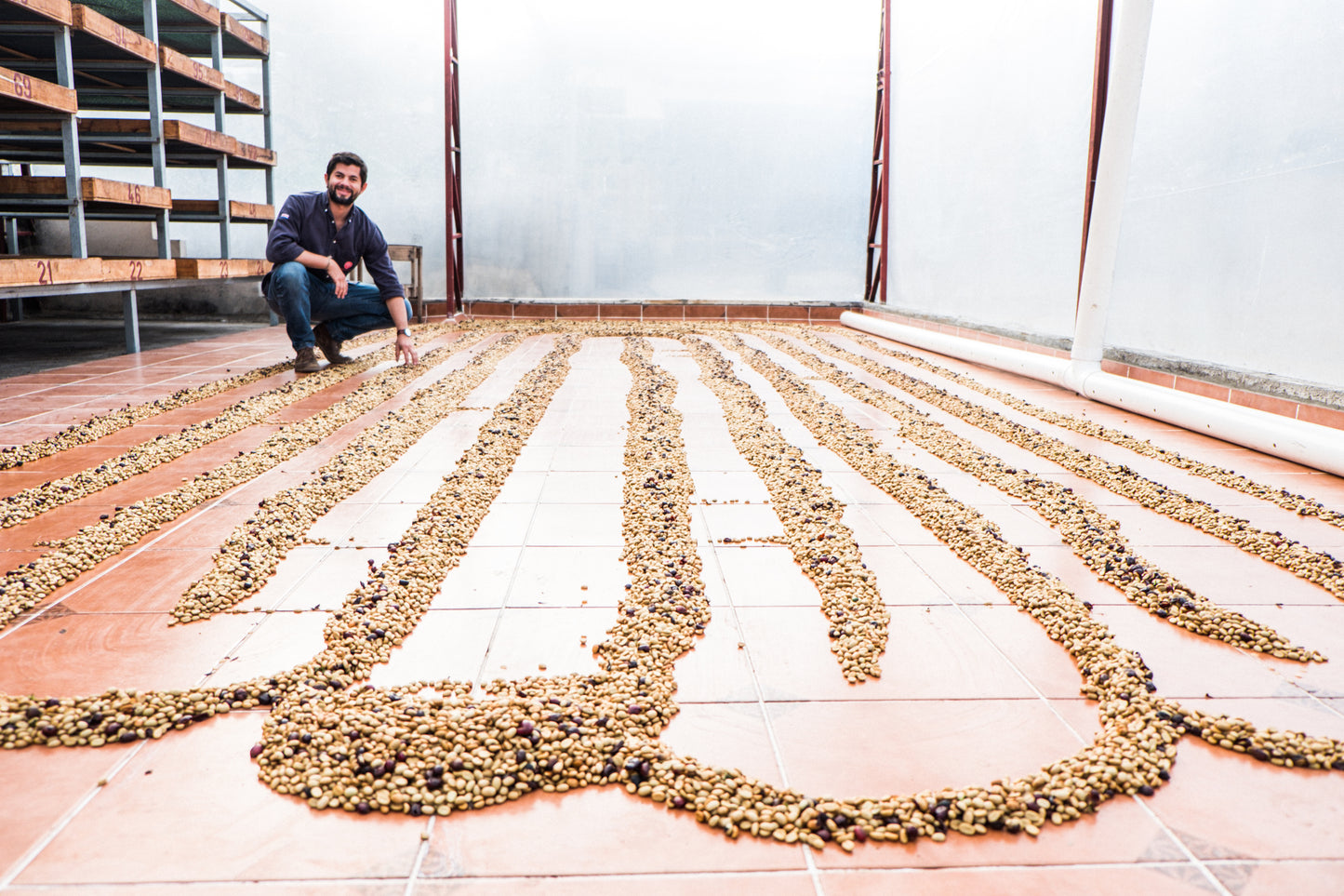 COSTA RICA AQUIARES ESTATE EUCALYPTUS CO-FERMENT WASHED