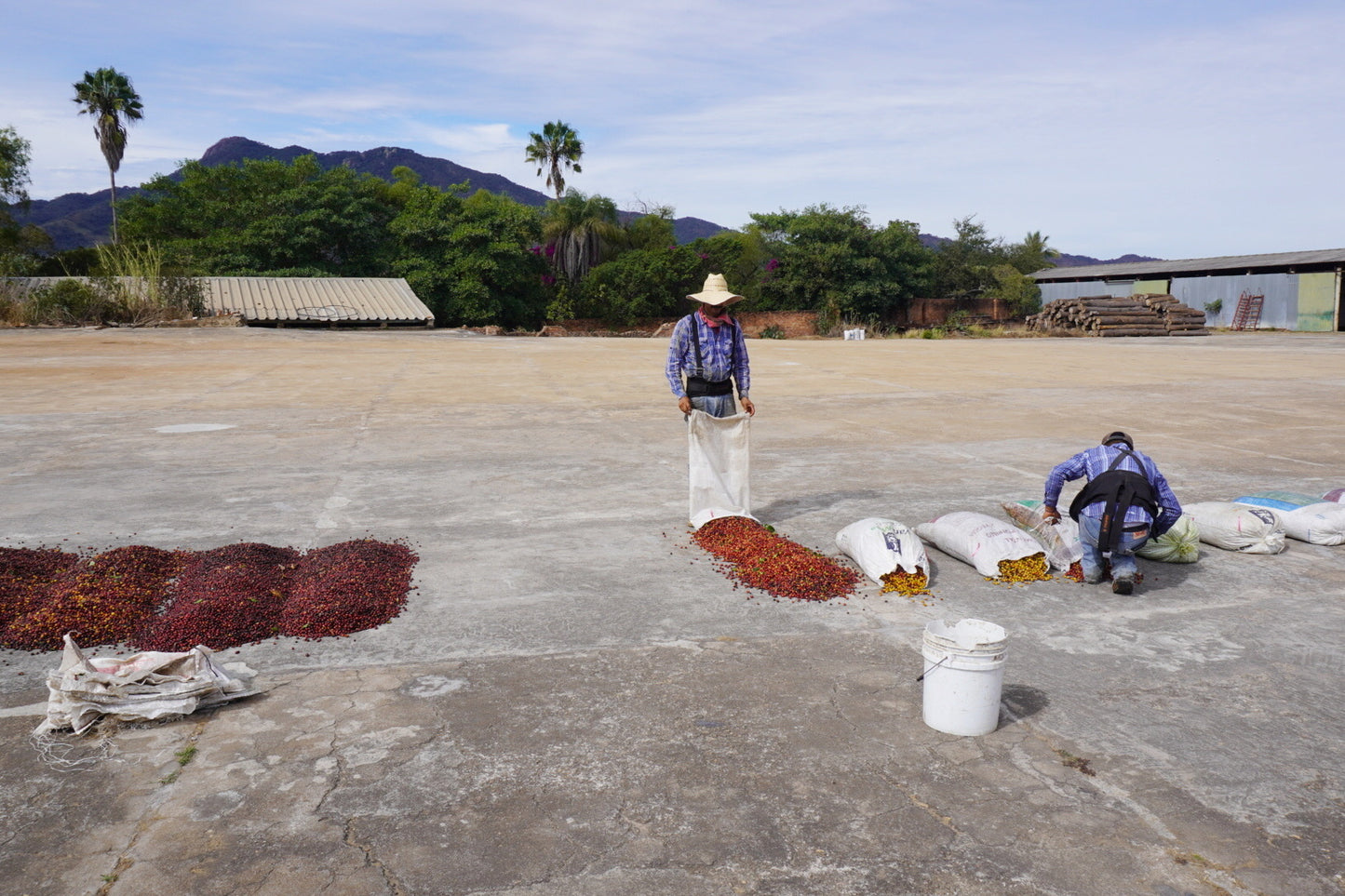 MEXICO NAYARIT NATURAL PEABERRY S-11
