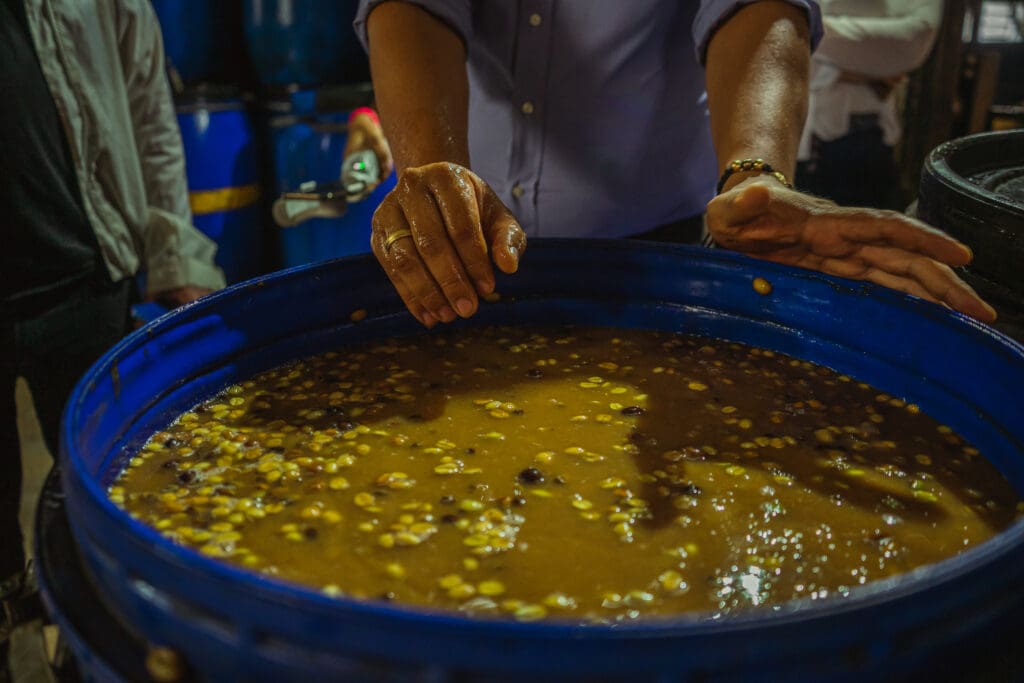 COLOMBIA RODRIGO SANCHEZ VALENCIA BLUEBERRY CO-FERMENT WASHED