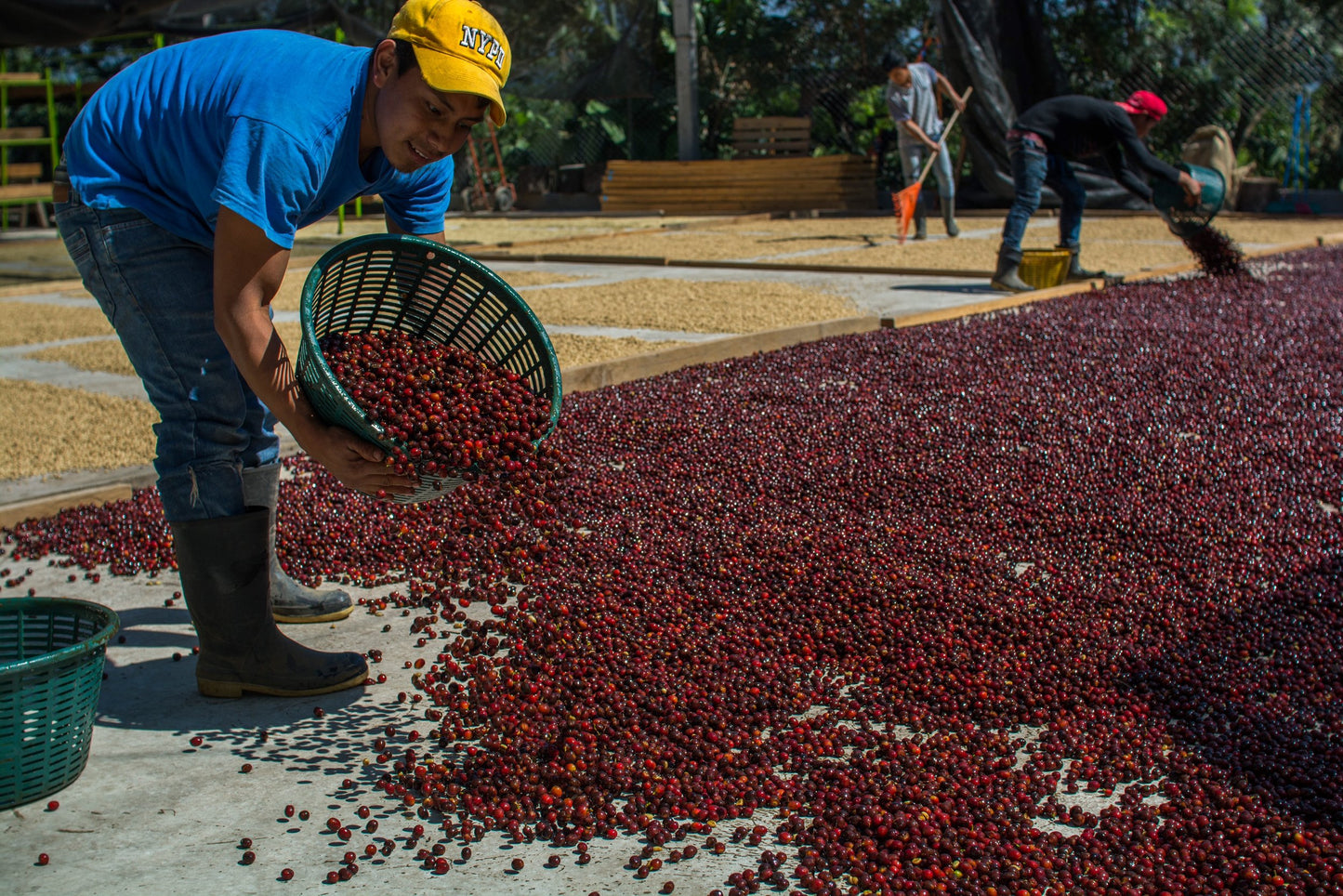 GUATEMALA FINCA LA SENDA ANAEROBIC NATURAL