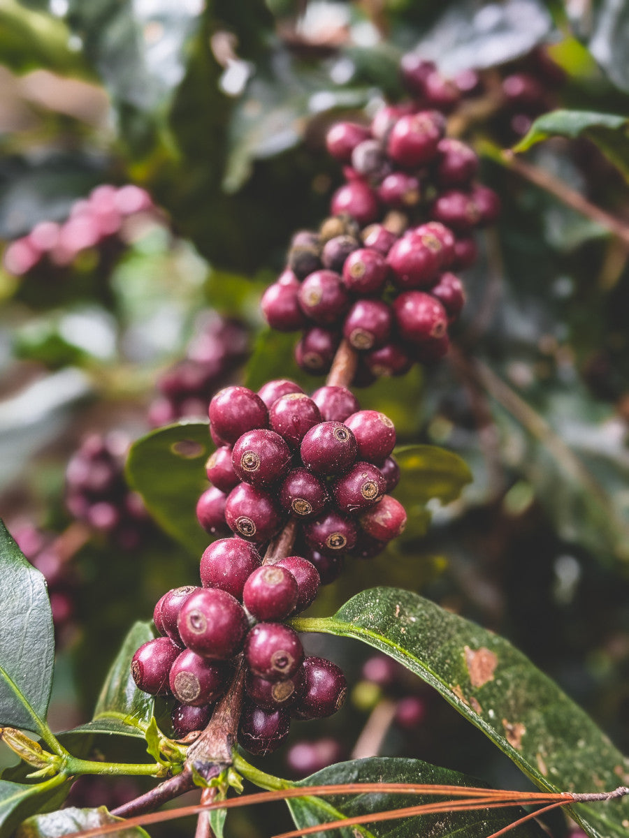 HONDURAS FINCA LAS MORAS HONEY
