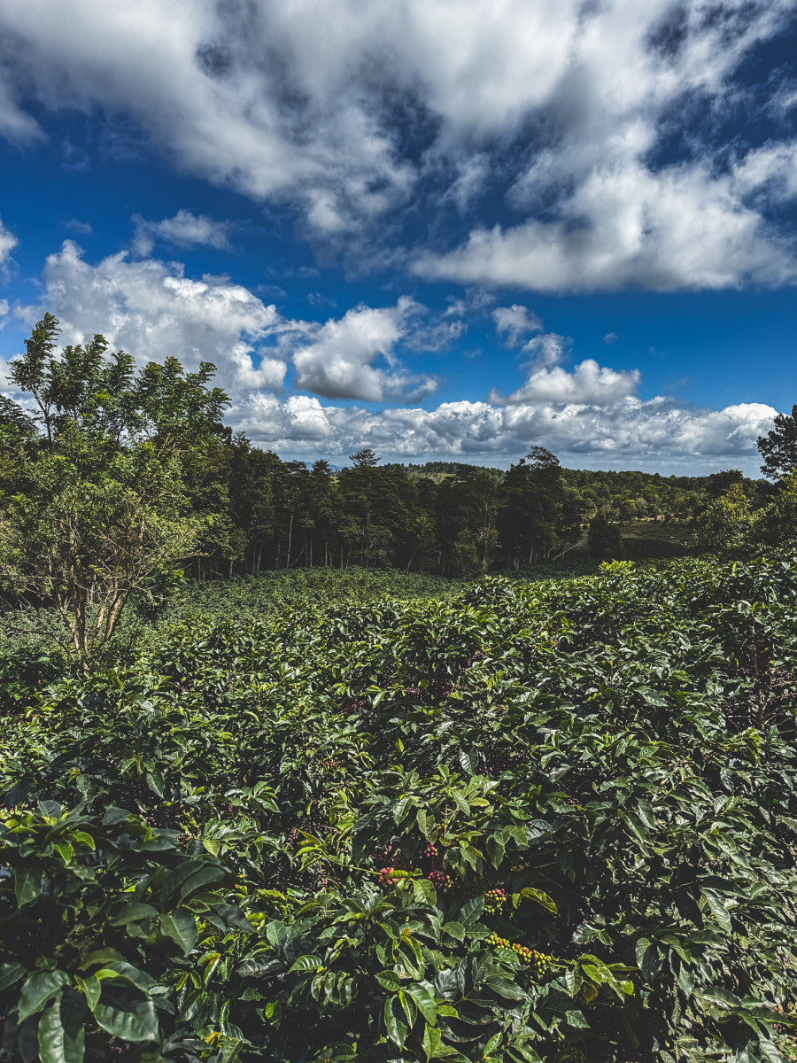 HONDURAS FINCA LAS MORAS HONEY