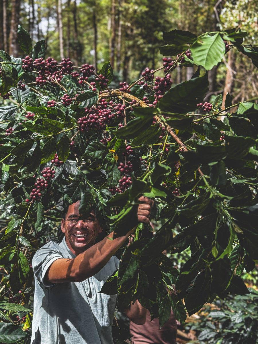 HONDURAS FINCA LAS MORAS HONEY
