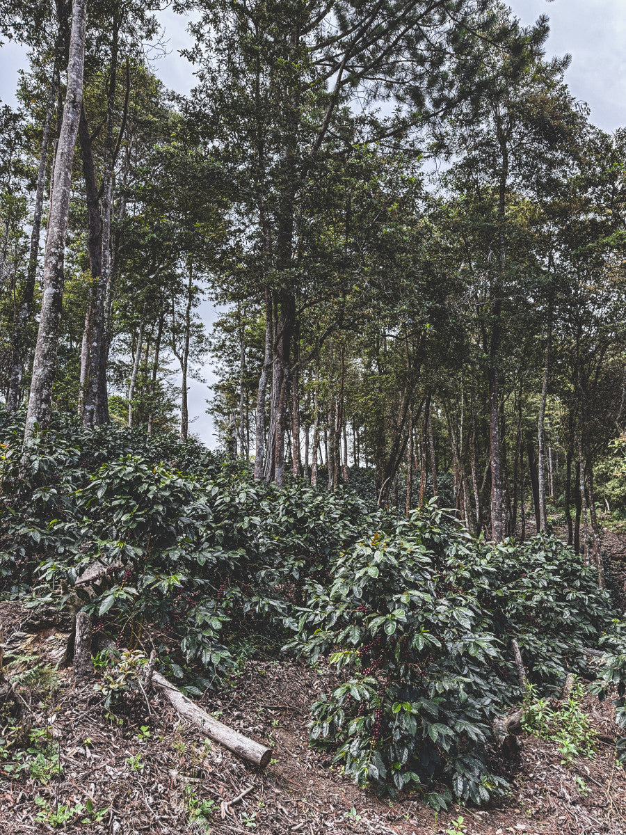HONDURAS FINCA LAS MORAS HONEY