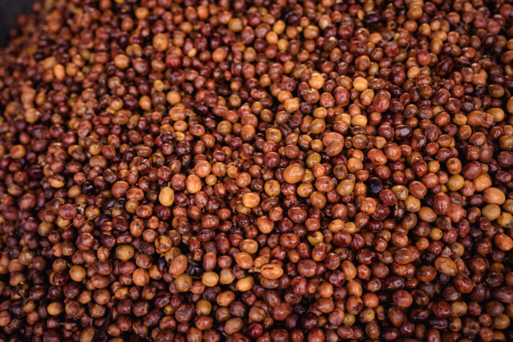 COLOMBIA RODRIGO SANCHEZ VALENCIA BLUEBERRY CO-FERMENT WASHED