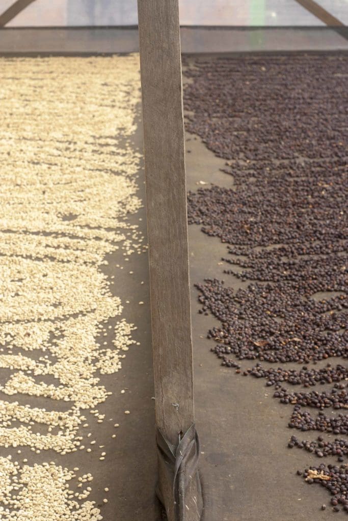 COLOMBIA RODRIGO SANCHEZ VALENCIA BLUEBERRY CO-FERMENT WASHED