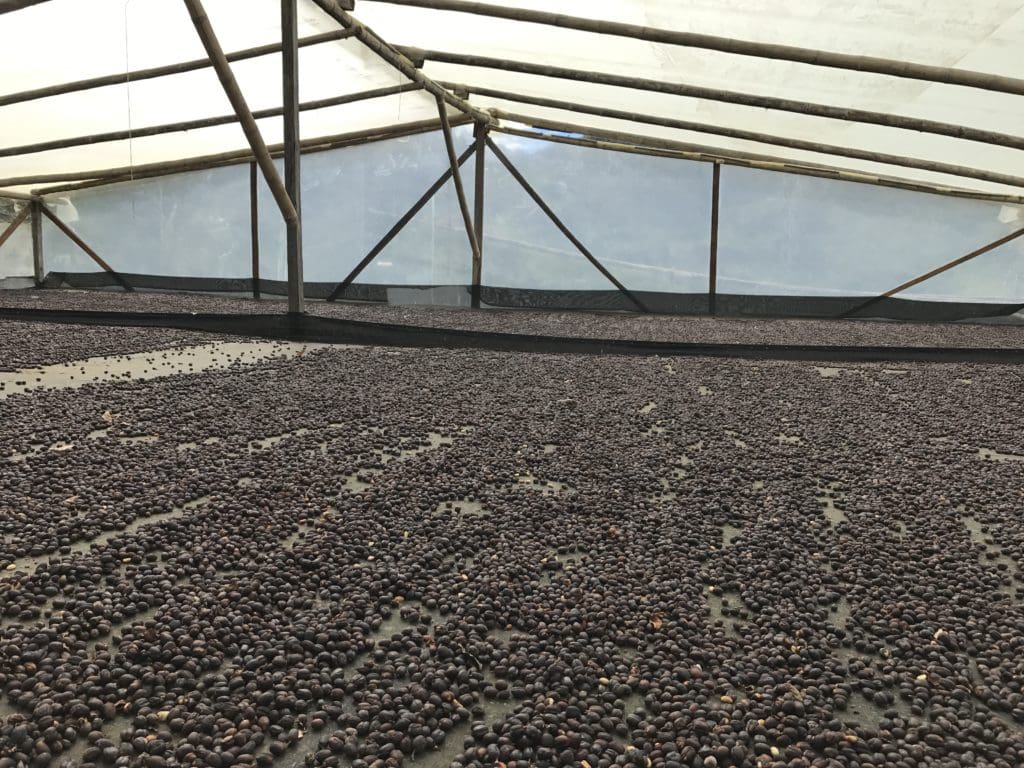 COLOMBIA RODRIGO SANCHEZ VALENCIA BLUEBERRY CO-FERMENT WASHED