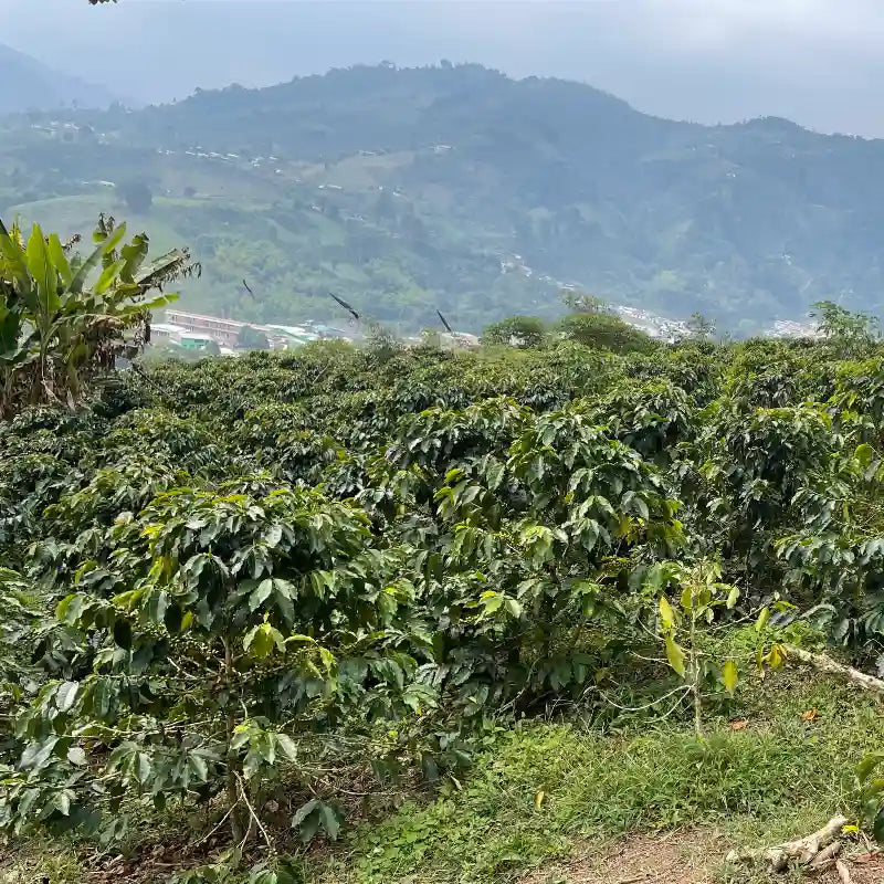 COLOMBIA GESHA SPIRITS SEMI-WASHED ANAEROBIC
