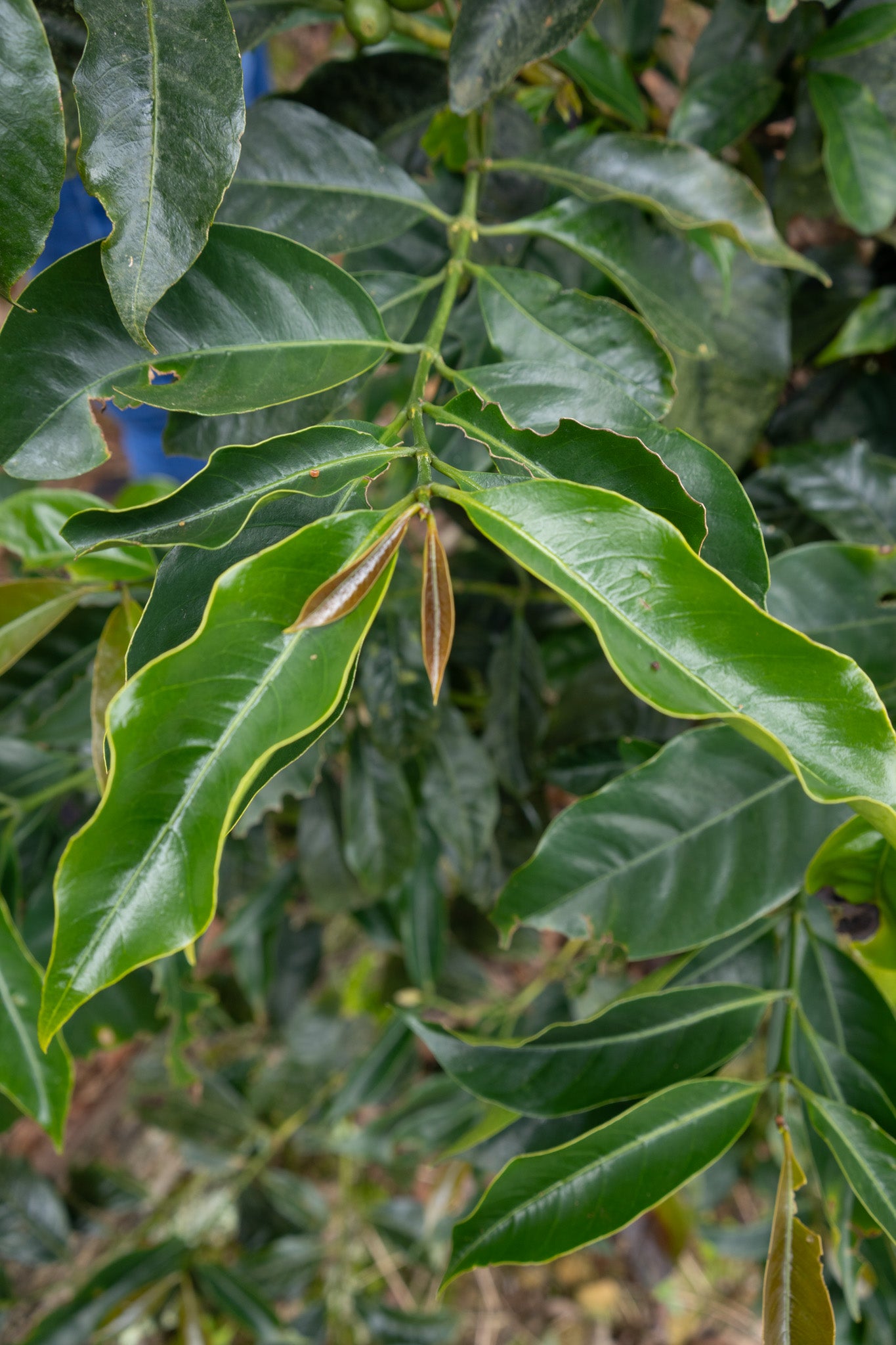 COSTA RICA LA LAGUNA ANAEROBIC