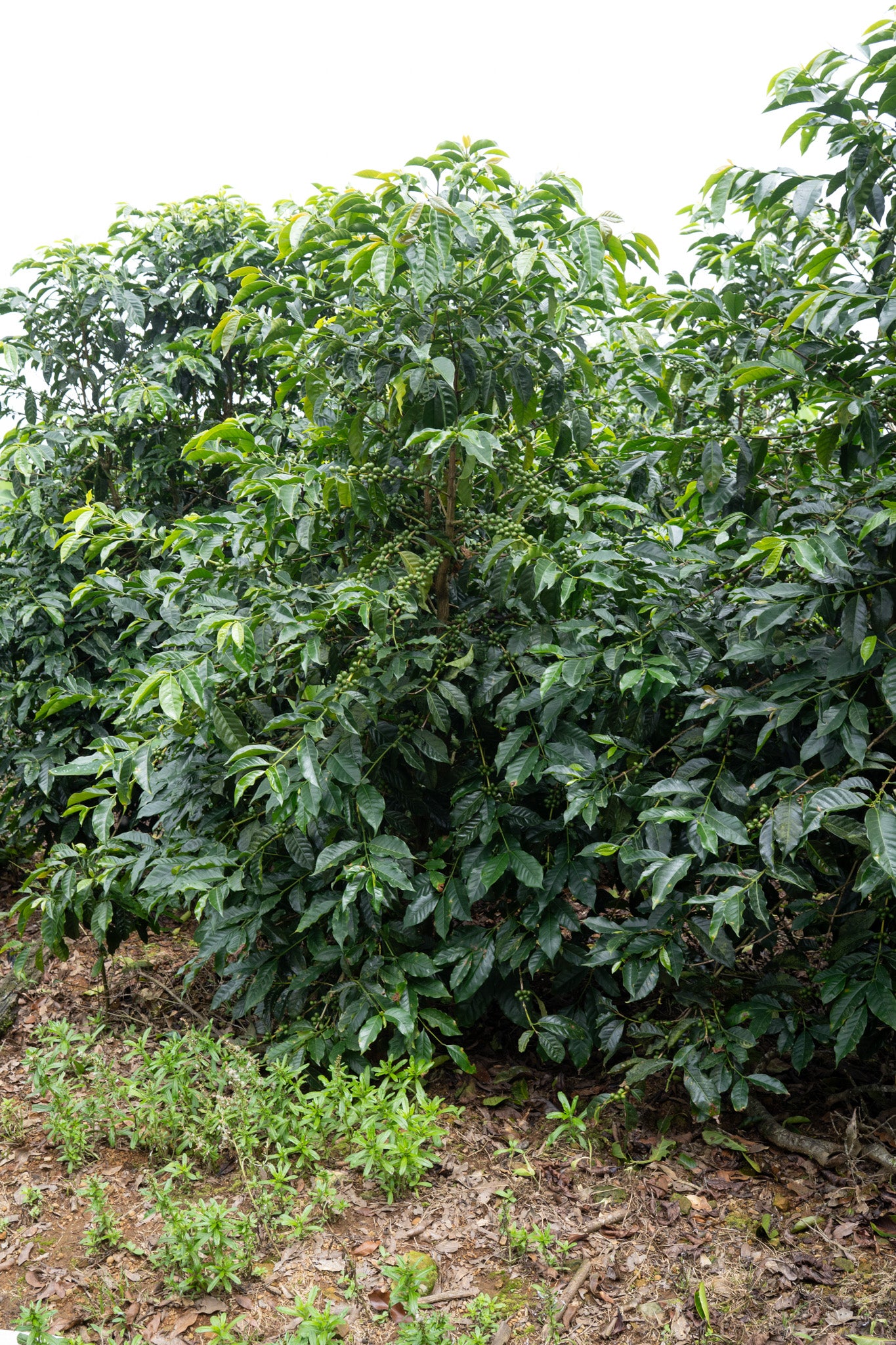 COSTA RICA LA LAGUNA ANAEROBIC