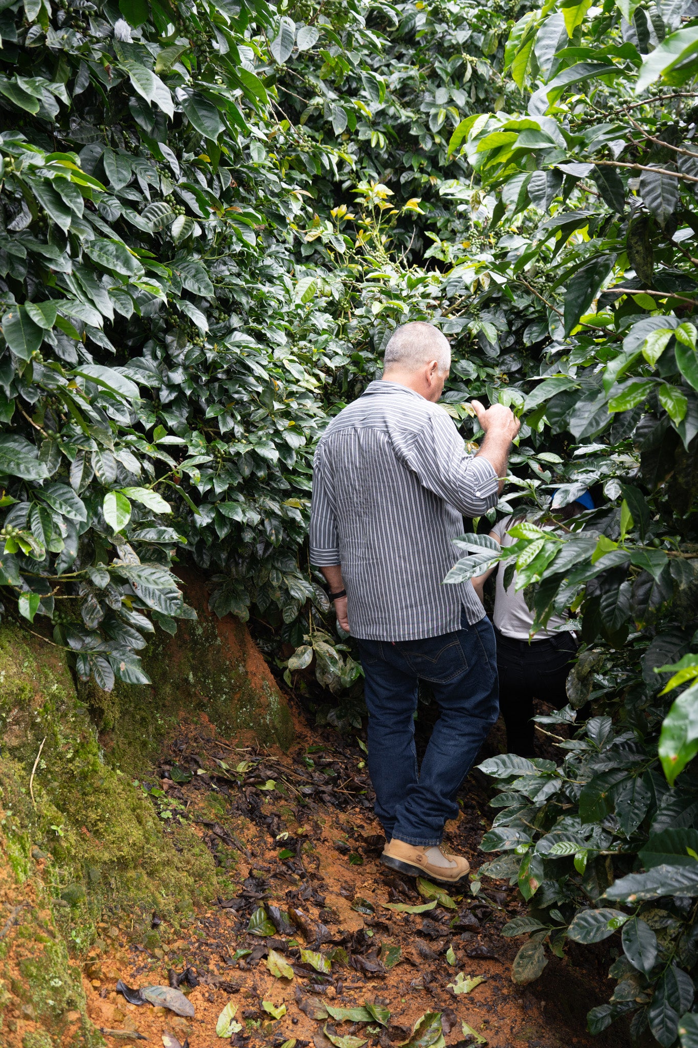 COSTA RICA LA LAGUNA ANAEROBIC