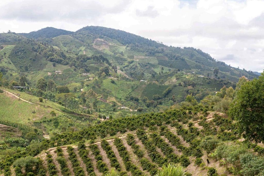 COLOMBIA RODRIGO SANCHEZ VALENCIA BLUEBERRY CO-FERMENT WASHED