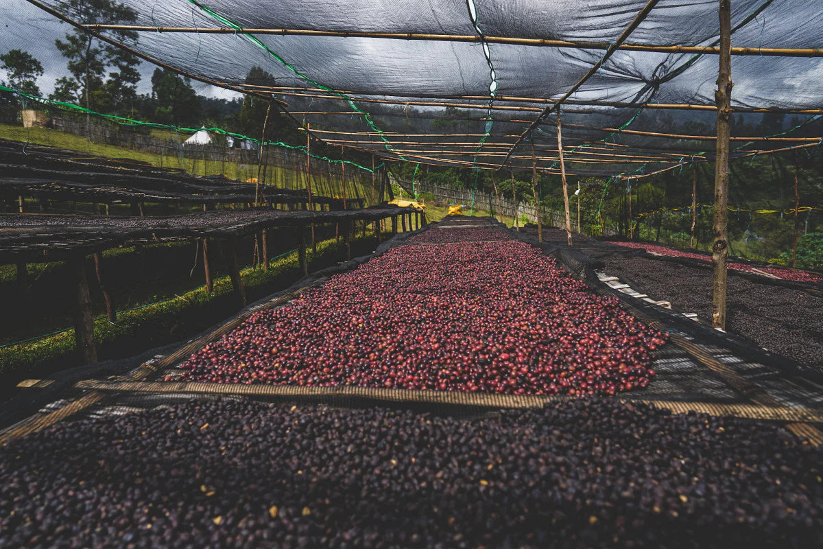 ETHIOPIA RUMUDAMO STATION NATURAL