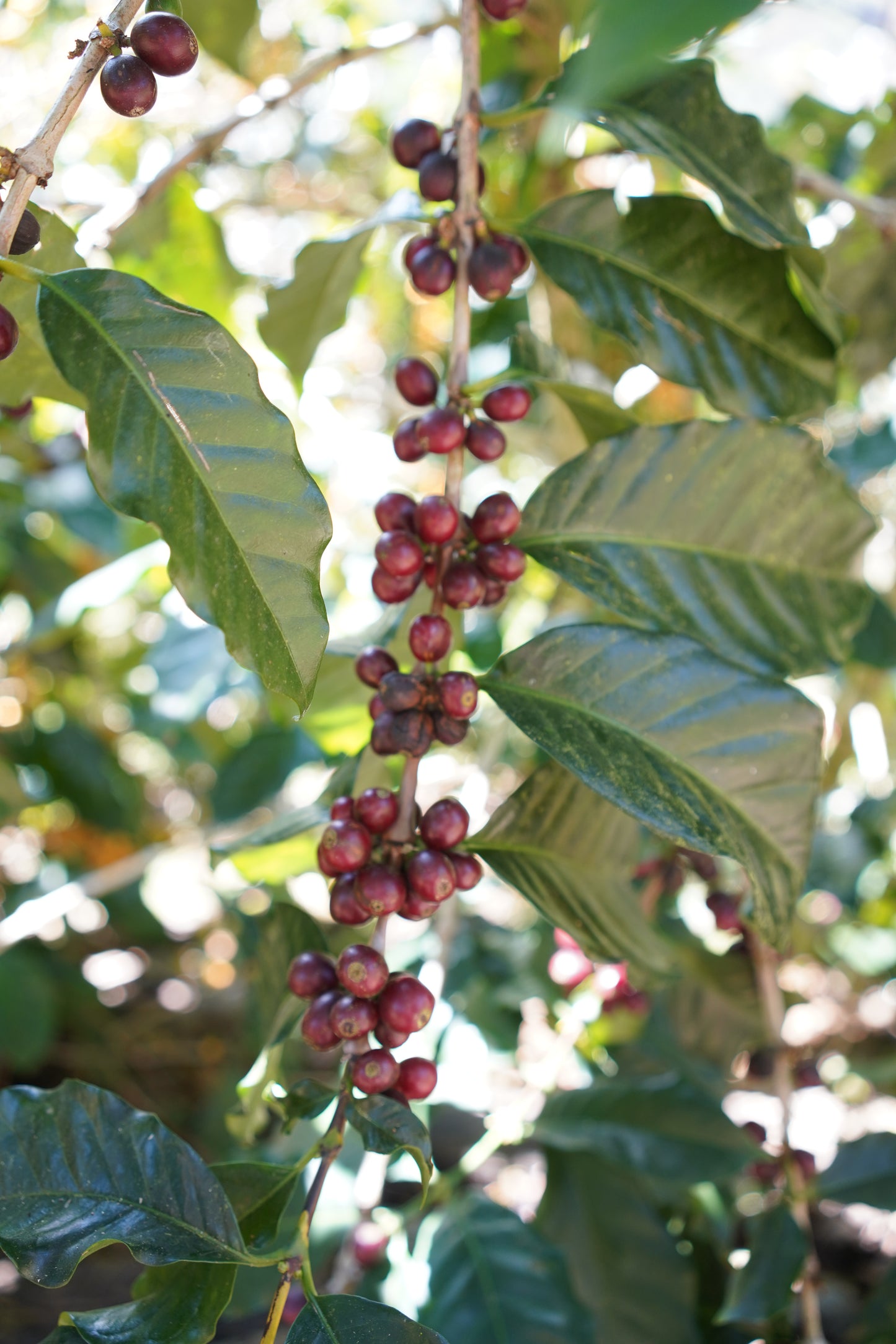 COSTA RICA SEILYN JIMENEZ NATURAL