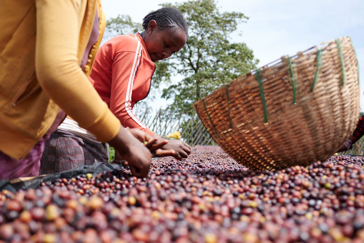 ETHIOPIA ESAYAS BERISO BOKU ANAEROBIC WASHED