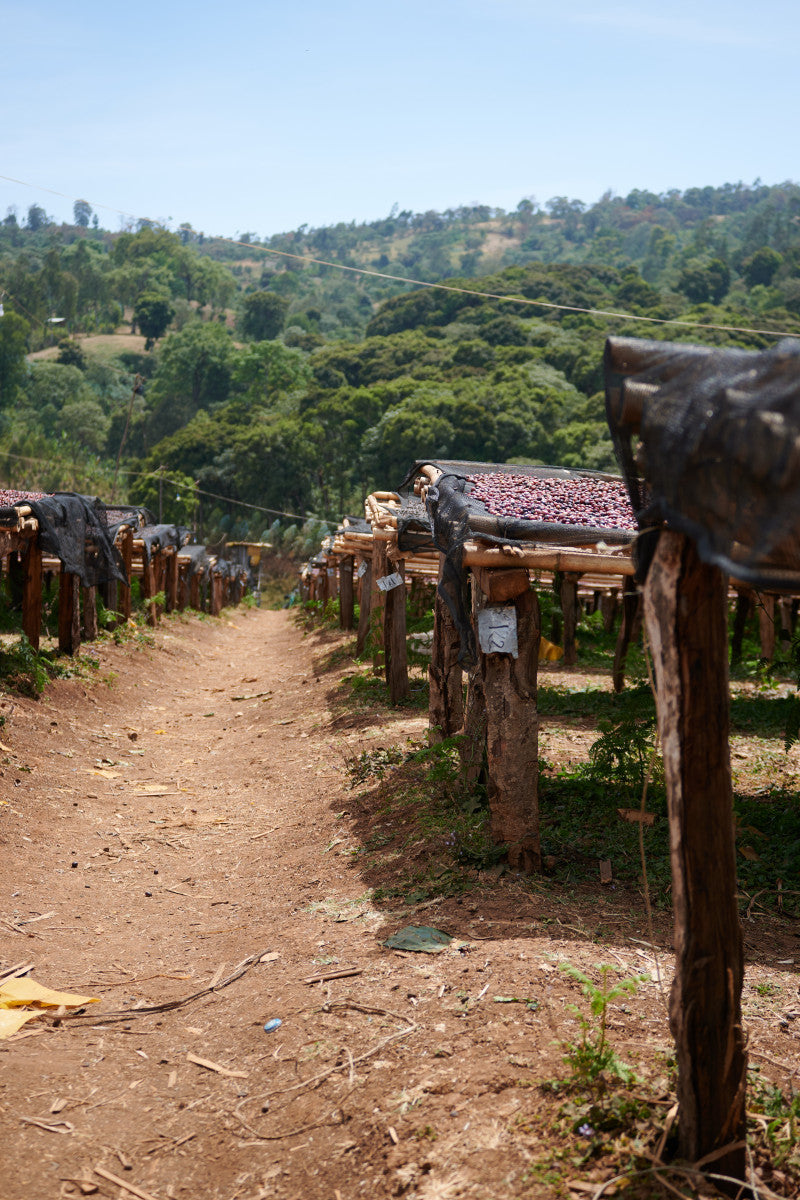ETHIOPIA ESAYAS BERISO BOKU ANAEROBIC WASHED