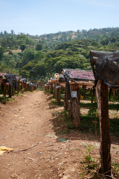 ETHIOPIA ESAYAS BERISO BOKU ANAEROBIC WASHED