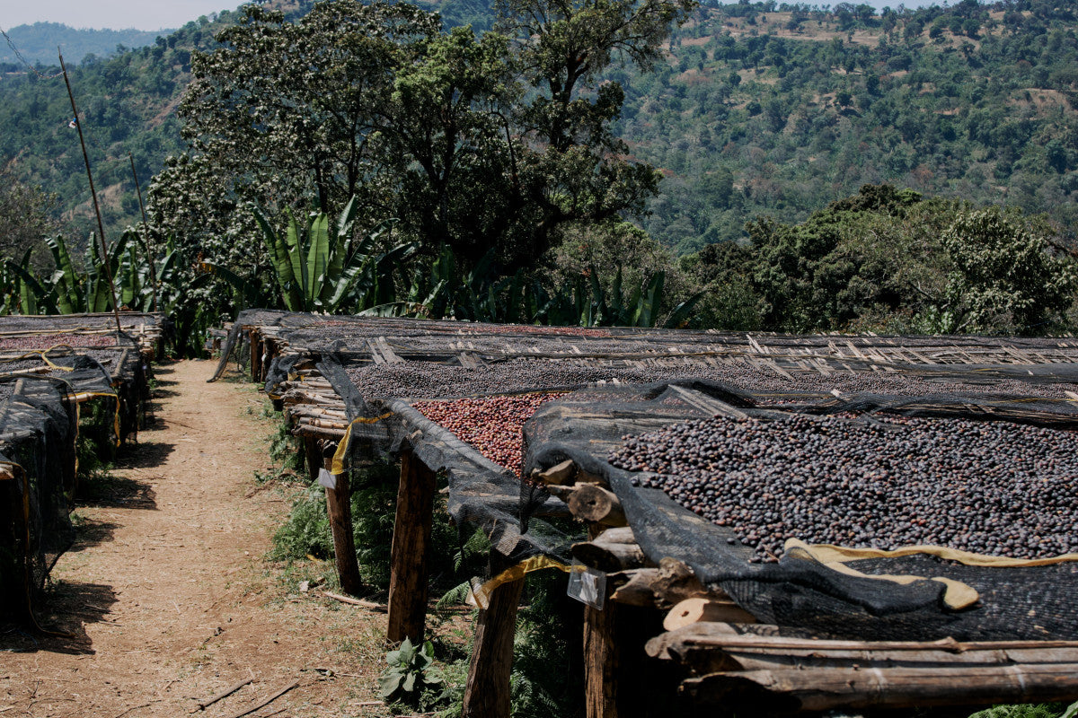 ETHIOPIA QABBALLE NATURAL