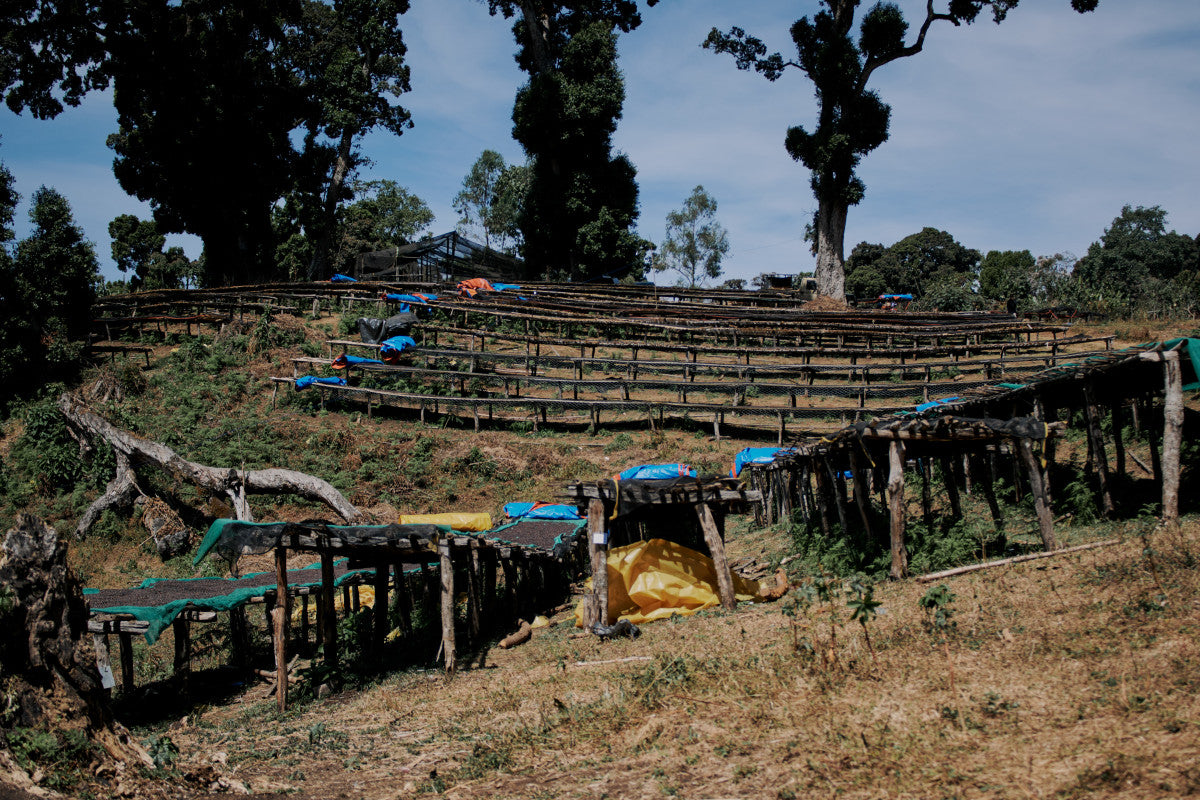 ETHIOPIA QABBALLE NATURAL