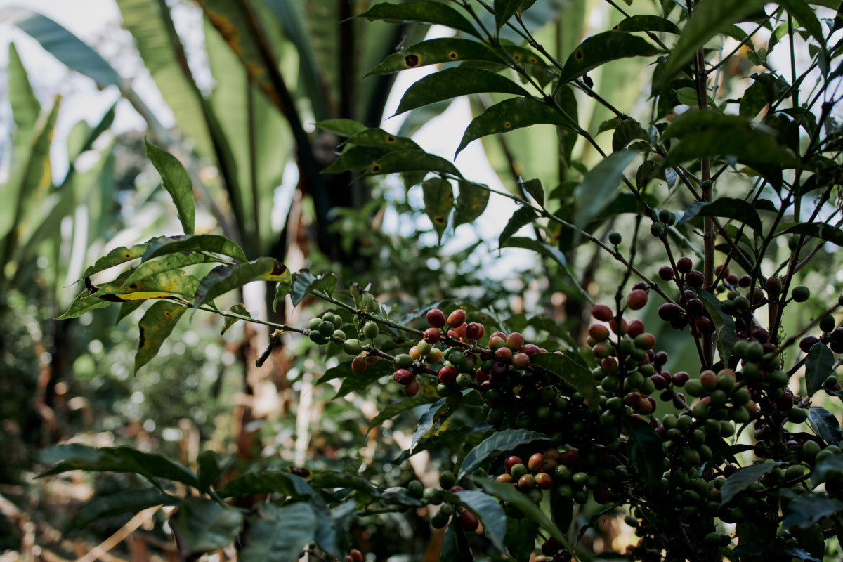 ETHIOPIA QABBALLE NATURAL