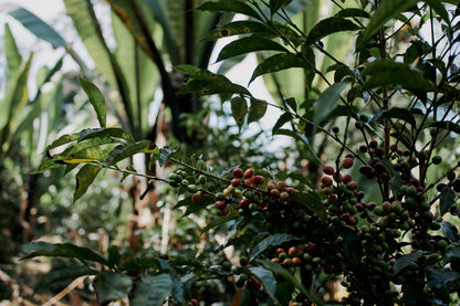 ETHIOPIA QABBALLE NATURAL