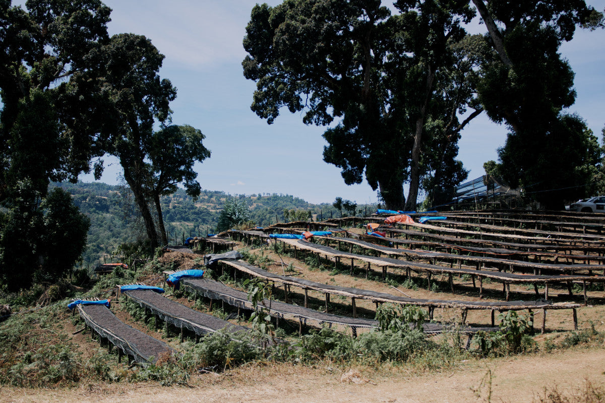 ETHIOPIA QABBALLE NATURAL