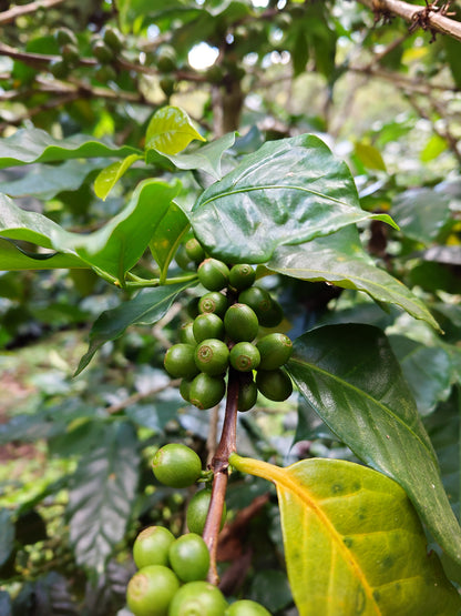 HONDURAS ALEXANDER PORTILLO NATURAL