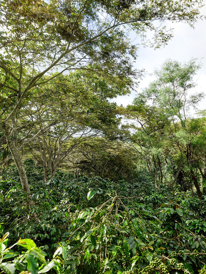 HONDURAS ALEXANDER PORTILLO NATURAL