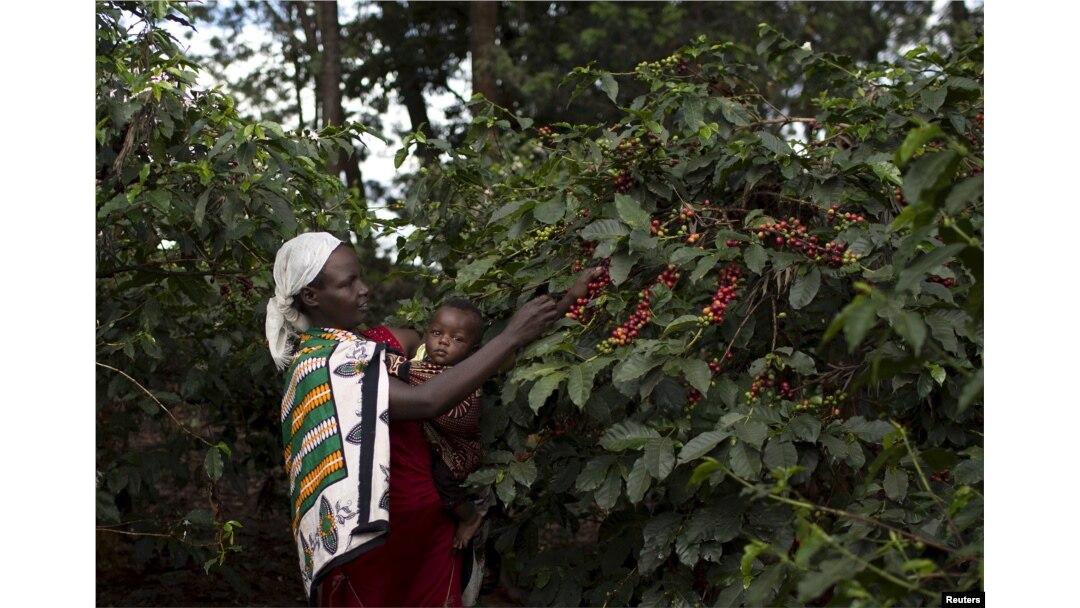 KENYA ELSHADAI COFFEE ESTATE NATURAL