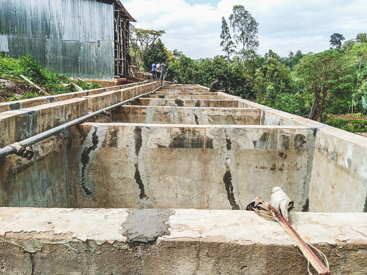 ETHIOPIA GARGARI GUTITY NATURAL