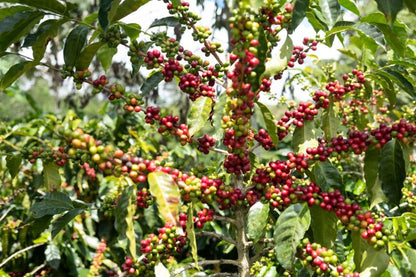 COSTA RICA AQUIARES ESTATE MARIANA THERMIC