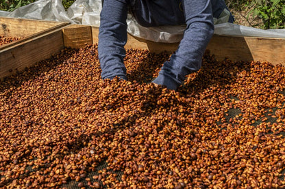 MEXICO BENEFICIO COMUNITARIO SAN PEDRO HONEY