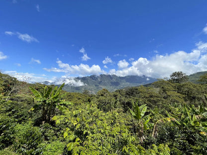 MEXICO BENEFICIO COMUNITARIO SAN PEDRO HONEY