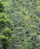 COLOMBIA PINK BOURBON CAKE