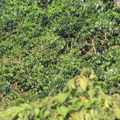 COLOMBIA PINK BOURBON CAKE