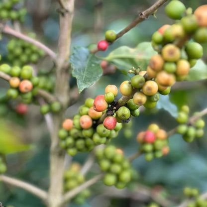 COLOMBIA PINK BOURBON CAKE