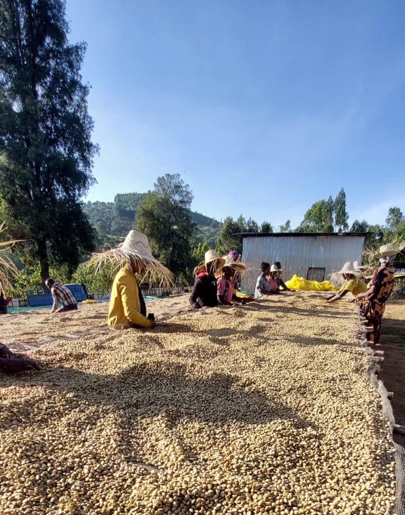 ETHIOPIA TAFERI KELA STATIC CHERRY ANAEROBIC NATURAL