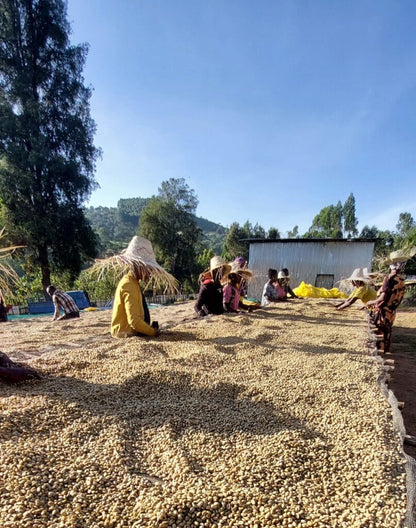 ETHIOPIA TAFERI KELA STATIC CHERRY ANAEROBIC NATURAL