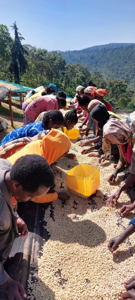 ETHIOPIA TAFERI KELA STATIC CHERRY ANAEROBIC NATURAL