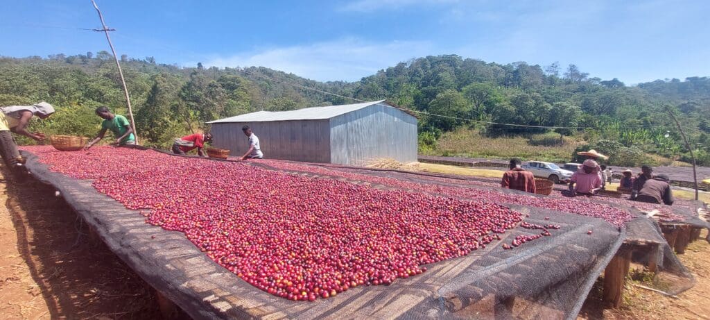 ETHIOPIA TAFERI KELA STATIC CHERRY ANAEROBIC NATURAL