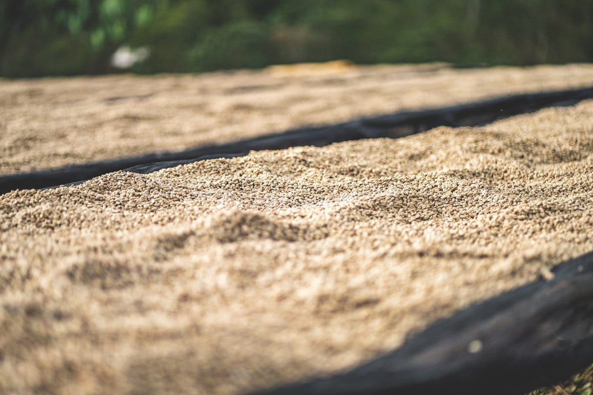 ETHIOPIA DANCHE STATION NATURAL