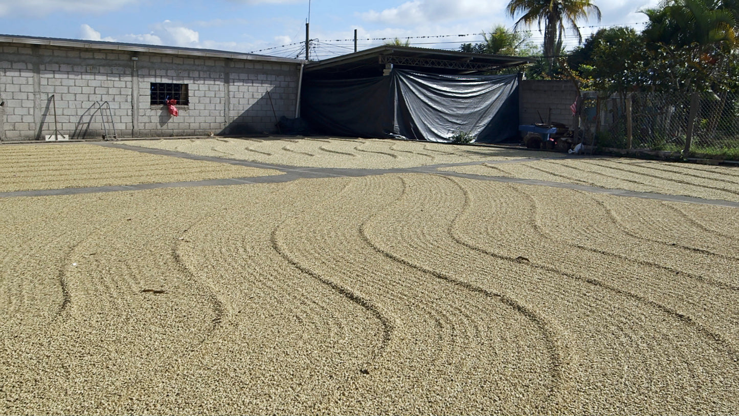 HONDURAS SELIN RESINOS MARAGOGYPE HONEY