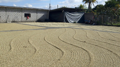 HONDURAS SELIN RESINOS MARAGOGYPE HONEY