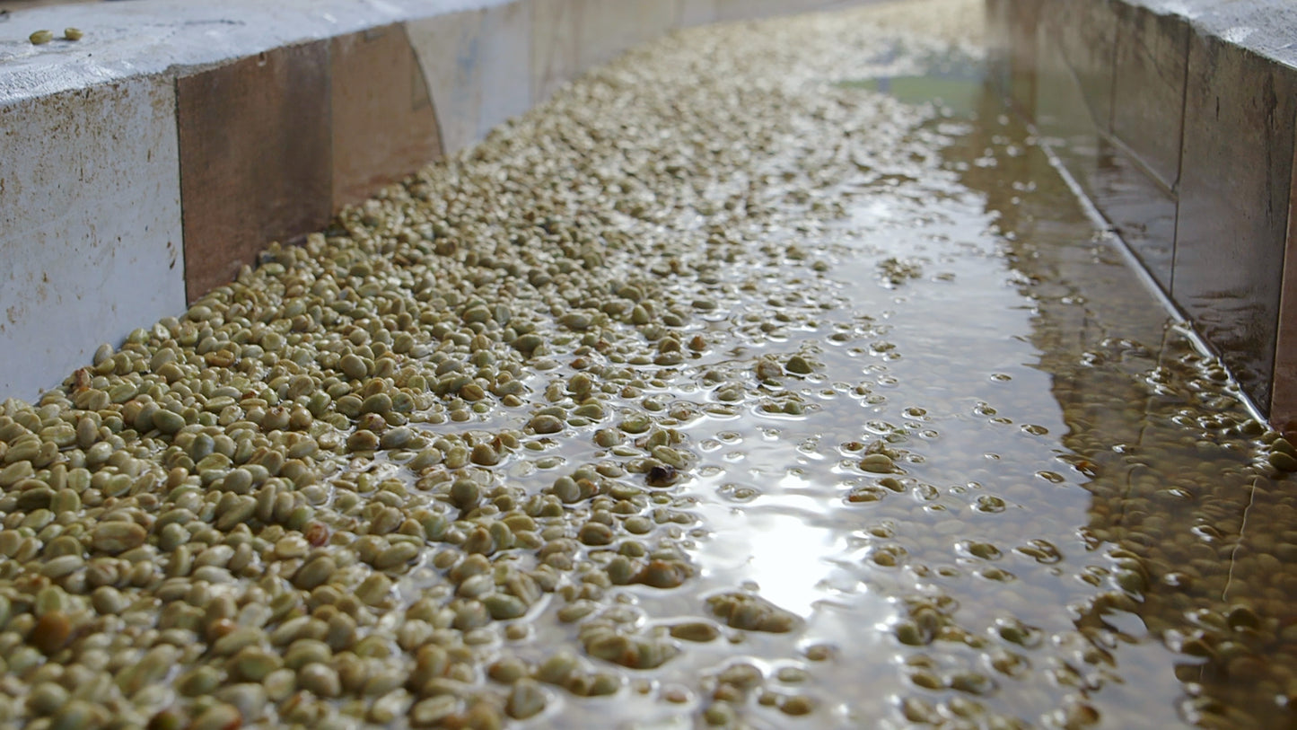 HONDURAS SELIN RESINOS MARAGOGYPE HONEY