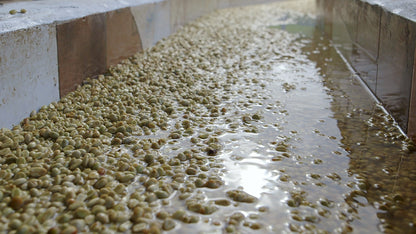 HONDURAS SELIN RESINOS MARAGOGYPE HONEY