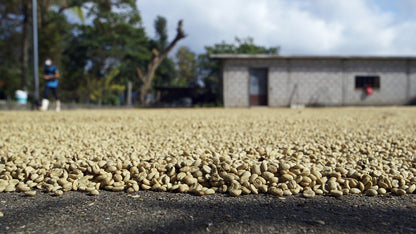 HONDURAS SELIN RESINOS MARAGOGYPE HONEY