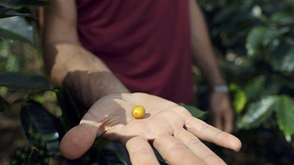 HONDURAS SELIN RESINOS MARAGOGYPE HONEY