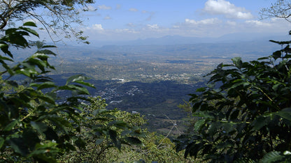 HONDURAS SELIN RESINOS MARAGOGYPE HONEY