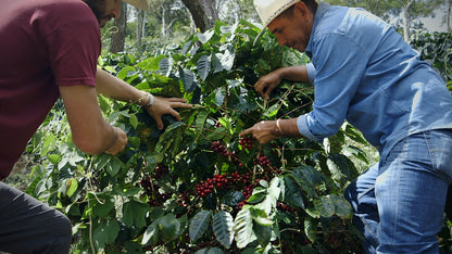 HONDURAS SELIN RESINOS MARAGOGYPE HONEY