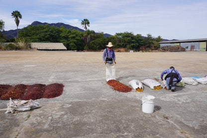MEXICO NAYARIT NATURAL PEABERRY S-11